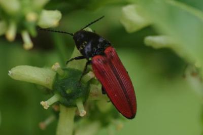 <i>Ampedus</i>