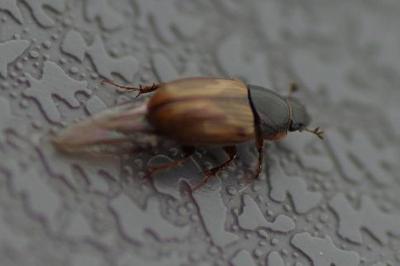 <i>Melinopterus</i>