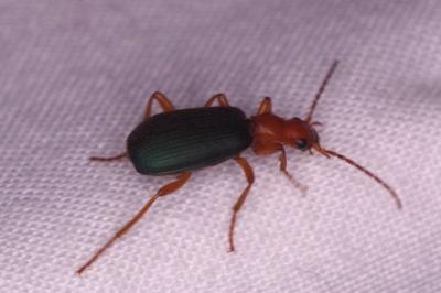 <i>Brachinus</i>