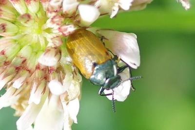 <i>Labidostomis</i>