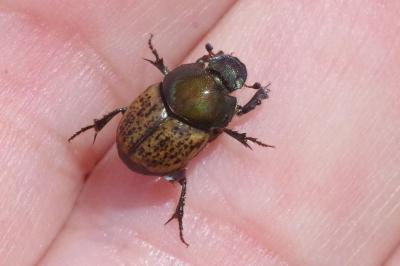<i>Onthophagus</i>