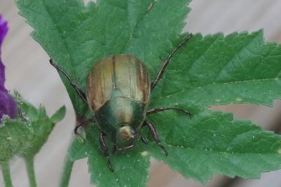 <i>Anomala dubia</i>