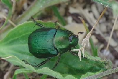 <i>Anomala dubia</i>