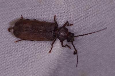 <i>Arhopalus</i>