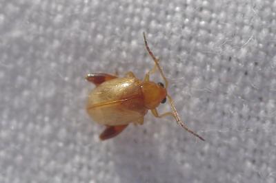 <i>Longitarsus</i>
