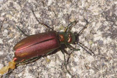 <i>Lytta vesicatoria</i>
