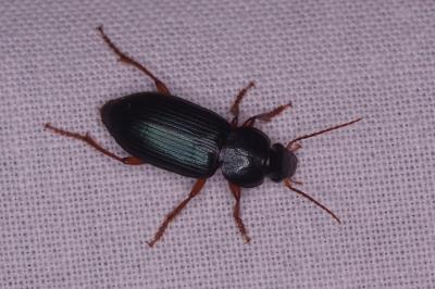 <i>Ophonus ardosiacus</i>