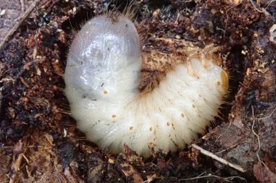 <i>Cetonia aurata</i>