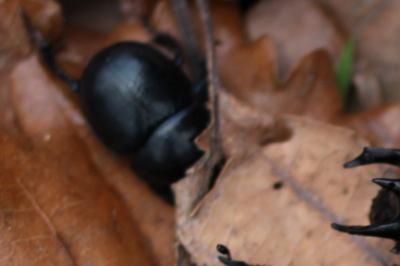 <i>Anoplotrupes stercorosus</i>