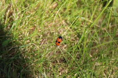 <i>Clytra laeviuscula</i>
