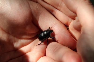 <i>Anoplotrupes stercorosus</i>