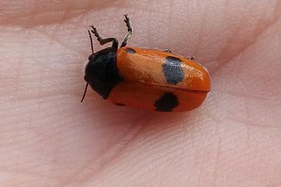 <i>Clytra laeviuscula</i>