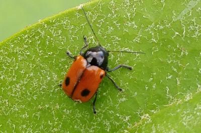 <i>Cryptocephalus bipunctatus</i>