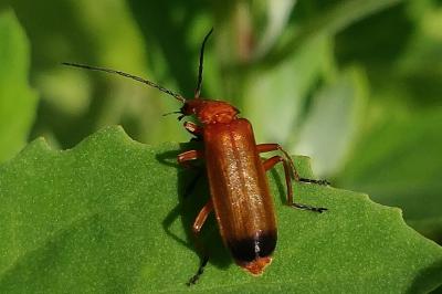 <i>Rhagonycha fulva</i>