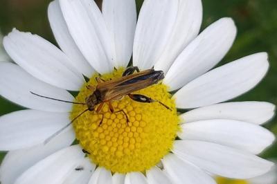 <i>Oedemera podagrariae</i>