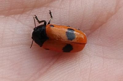 <i>Clytra laeviuscula</i>