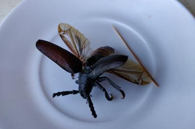 <i>Prionus coriarius</i>