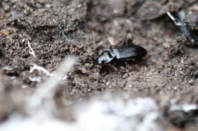 <i>Nebria brevicollis</i>