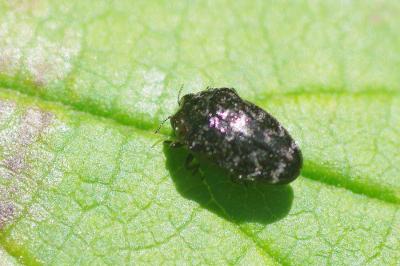 <i>Trachys minutus</i>