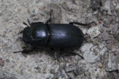 <i>Dorcus parallelipipedus</i>