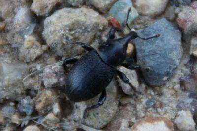 <i>Liparus coronatus</i>