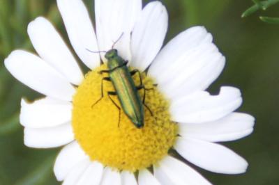 <i>Psilothrix viridicoerulea</i>