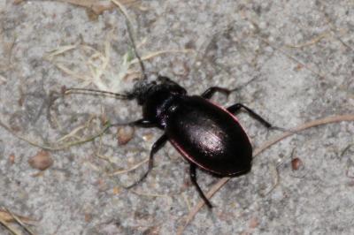 <i>Carabus nemoralis</i>