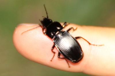 <i>Pterostichus</i>