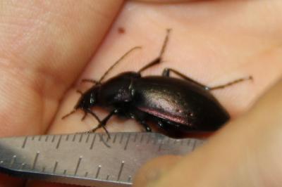 <i>Carabus nemoralis</i>