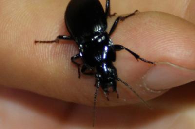 <i>Pterostichus</i>