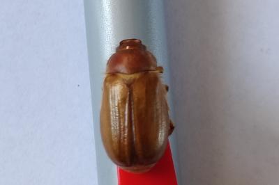 <i>Amphimallon majale</i>