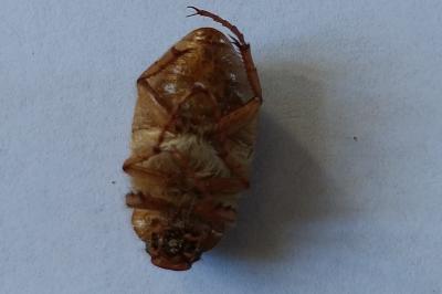 <i>Amphimallon majale</i>