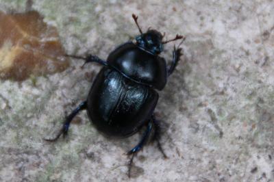 <i>Anoplotrupes stercorosus</i>