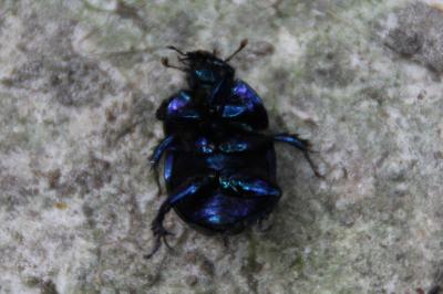 <i>Anoplotrupes stercorosus</i>