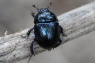 <i>Anoplotrupes stercorosus</i>