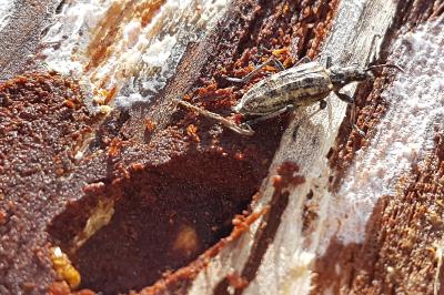 <i>Rhagium inquisitor</i>