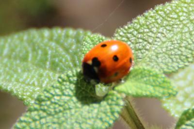 <i>Coccinella septempunctata</i>