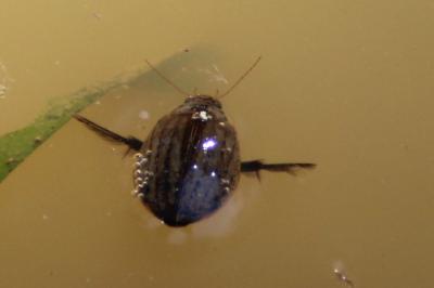 <i>Acilius sulcatus</i>