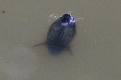 <i>Dytiscus</i>