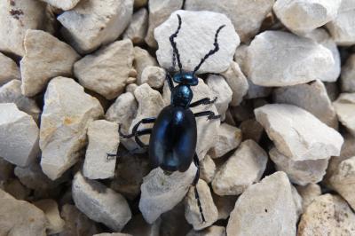 <i>Meloe violaceus</i>