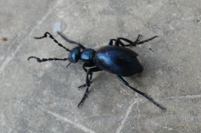 <i>Meloe violaceus</i>