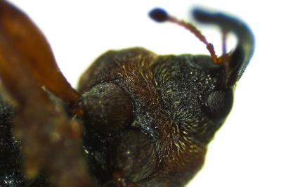 <i>Dorytomus longimanus</i>