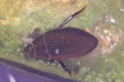 <i>Hydrophilus piceus</i>