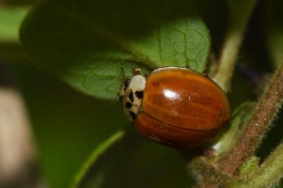<i>Harmonia axyridis</i>