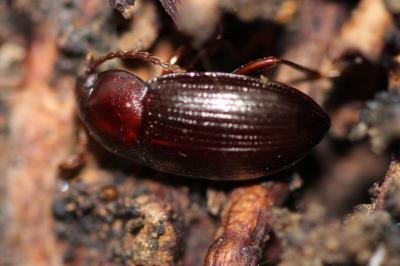 <i>Nalassus laevioctostriatus</i>