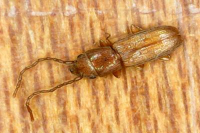 <i>Cryptolestes</i>