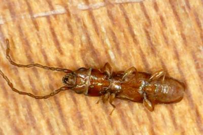 <i>Cryptolestes</i>