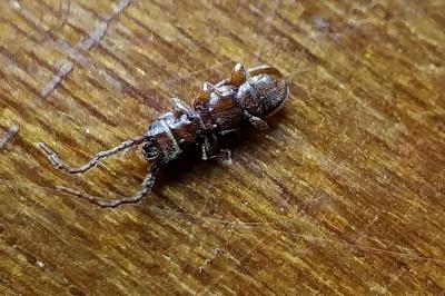 <i>Cryptolestes</i>