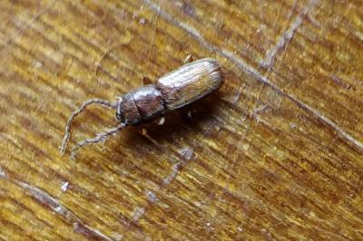 <i>Cryptolestes</i>