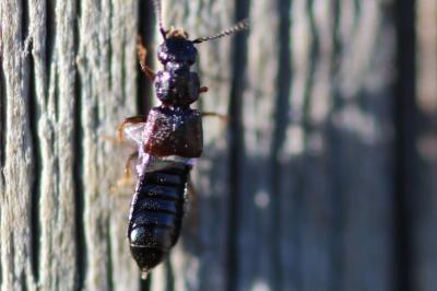 <i>Anotylus</i>